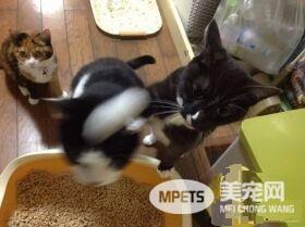 贪吃哥哥被弟弟暴打 超冲击性的画面被拍下