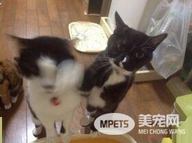 贪吃哥哥被弟弟暴打 超冲击性的画面被拍下
