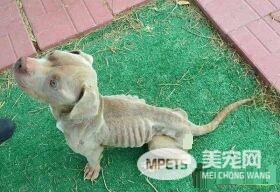 比特犬米克斯被关狗笼 饿到皮包骨幸得及时救援