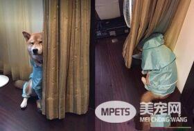 店长柴买鲁肉饭 不用考察人家开会啦!