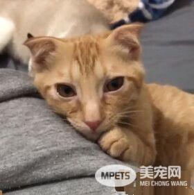 房间被猫咪炸弹炸过 凶手却一旁卖乖超萌