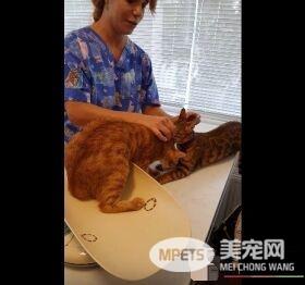 超有义气的一只猫 要逃命也绝不丢下同伴!