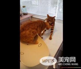 超有义气的一只猫 要逃命也绝不丢下同伴!