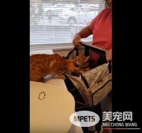 超有义气的一只猫 要逃命也绝不丢下同伴!