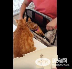 超有义气的一只猫 要逃命也绝不丢下同伴!