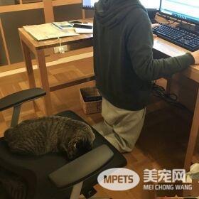 想要跟猫主子一起上班 现实根本不是一回事啊