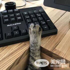 想要跟猫主子一起上班 现实根本不是一回事啊
