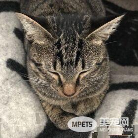 想要跟猫主子一起上班 现实根本不是一回事啊