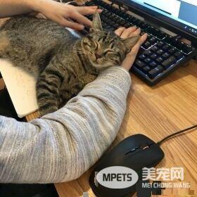 想要跟猫主子一起上班 现实根本不是一回事啊