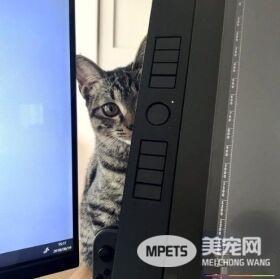 想要跟猫主子一起上班 现实根本不是一回事啊