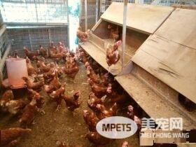 鸡舍里出现三只小小喵星人 四百只母鸡共同守护