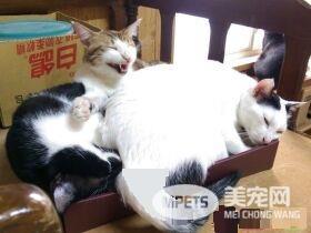 满屋子的纸箱城堡 猫主子们超爱这些宝物