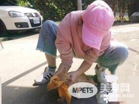 浪喵因为太缺乏警戒心 不断遭逢血光之灾
