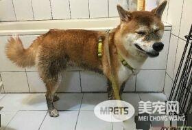 赤柴摇身一变成胡麻柴 好崩溃啊！超脏