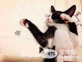 原來貓咪也分左右撇子？惯用这只手的猫更凶