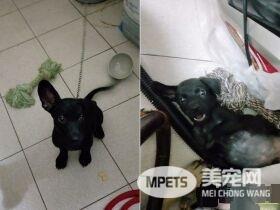 米克斯真的是惊喜包! 小黑狗长大变米奇