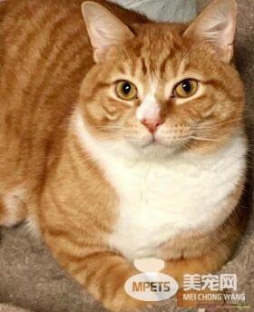 超委屈！三岁橘猫因为太粘人 惨遭主人弃养