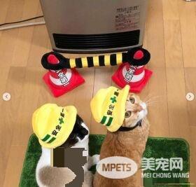 猫奴为防爱猫跟暖炉太近 特用可爱小道具隔开距离