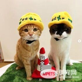 猫奴为防爱猫跟暖炉太近 特用可爱小道具隔开距离