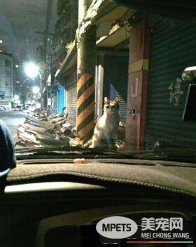 胖猫降临引擎盖大眼呆滞 怎么有人在这？