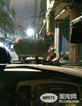 胖猫降临引擎盖大眼呆滞 怎么有人在这？