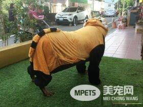 吓死宝宝了! 汪换上可爱浣熊装变身老虎