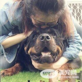 吓死宝宝了! 汪换上可爱浣熊装变身老虎