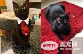 这也太懒了吧! 黑猫躲在棉被裡探头吃饭