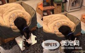 这也太懒了吧! 黑猫躲在棉被裡探头吃饭