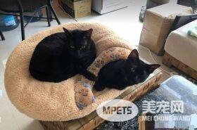 这也太懒了吧! 黑猫躲在棉被裡探头吃饭