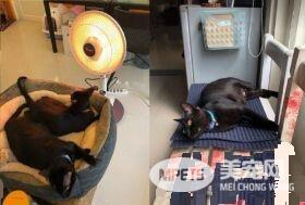 这也太懒了吧! 黑猫躲在棉被裡探头吃饭