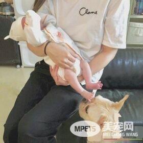 超傲娇法斗被碰就触电 这是什么生物为什么要碰我