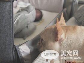 超傲娇法斗被碰就触电 这是什么生物为什么要碰我