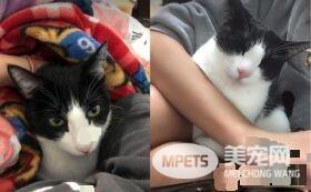 帮忙奴才燃烧体脂肪! 5公斤宾士猫重压肚子上