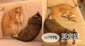 幸福的冬季来了! 虎斑猫超爱依偎奴才取暖