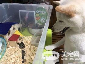白柴宠物店门口耍赖 要和老鼠们告别才愿意回家