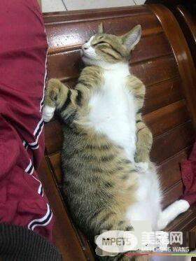 爸爸和猫主子合照 焦点却是主子眼神死的表情