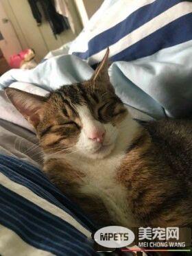 爸爸和猫主子合照 焦点却是主子眼神死的表情