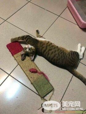 爸爸和猫主子合照 焦点却是主子眼神死的表情