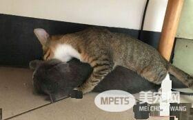 爸爸和猫主子合照 焦点却是主子眼神死的表情
