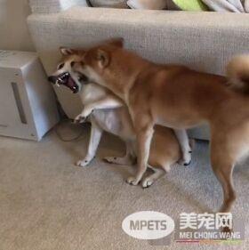 日本柴犬兄弟超级爱打架 妈妈狮哄秒变乖宝宝