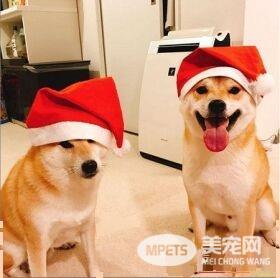 日本柴犬兄弟超级爱打架 妈妈狮哄秒变乖宝宝