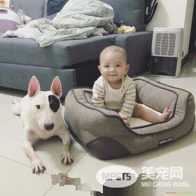 宠物床到底是谁在睡的！鸠占鹊巢宝宝占狗窝