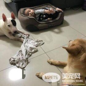 宠物床到底是谁在睡的！鸠占鹊巢宝宝占狗窝