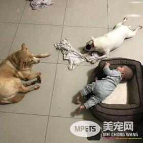 宠物床到底是谁在睡的！鸠占鹊巢宝宝占狗窝