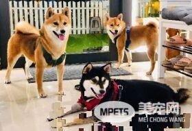 赤柴大秀球技 走近看原来球弄坏没气了