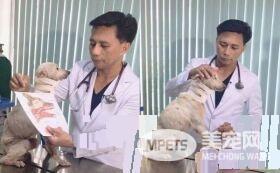 流浪破喉狗大口吃面条 下秒从喉咙流出永远吃不饱