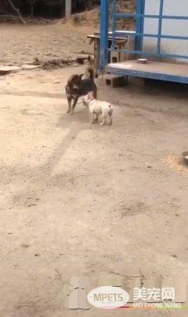 小屁孩法斗看见鸡疯狂追 遇到保镖狼犬立马呆住