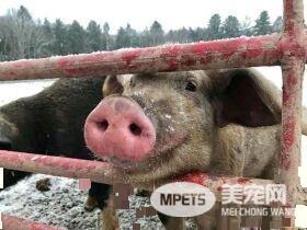纽约乡间地狱农场虐待动物 小猪被动保组织解救出