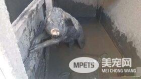 纽约乡间地狱农场虐待动物 小猪被动保组织解救出